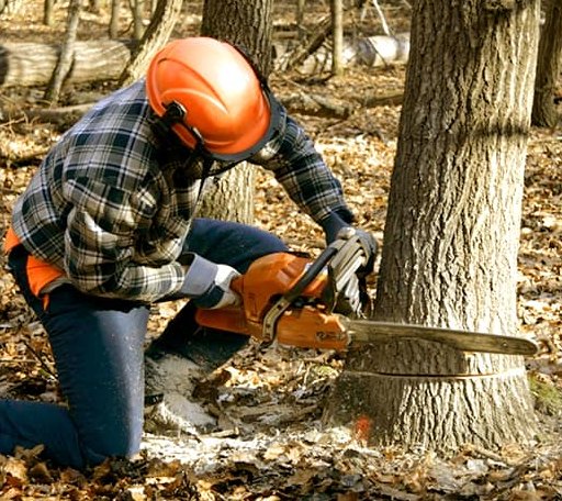Tree Removal in Mertzon, TX
